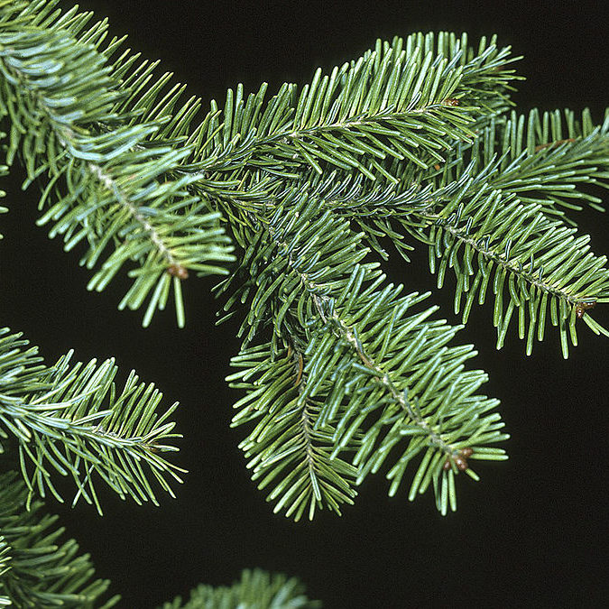 Balsam Fir - Evergreen Tree - Our Farm Landscape Trees - Featured Image