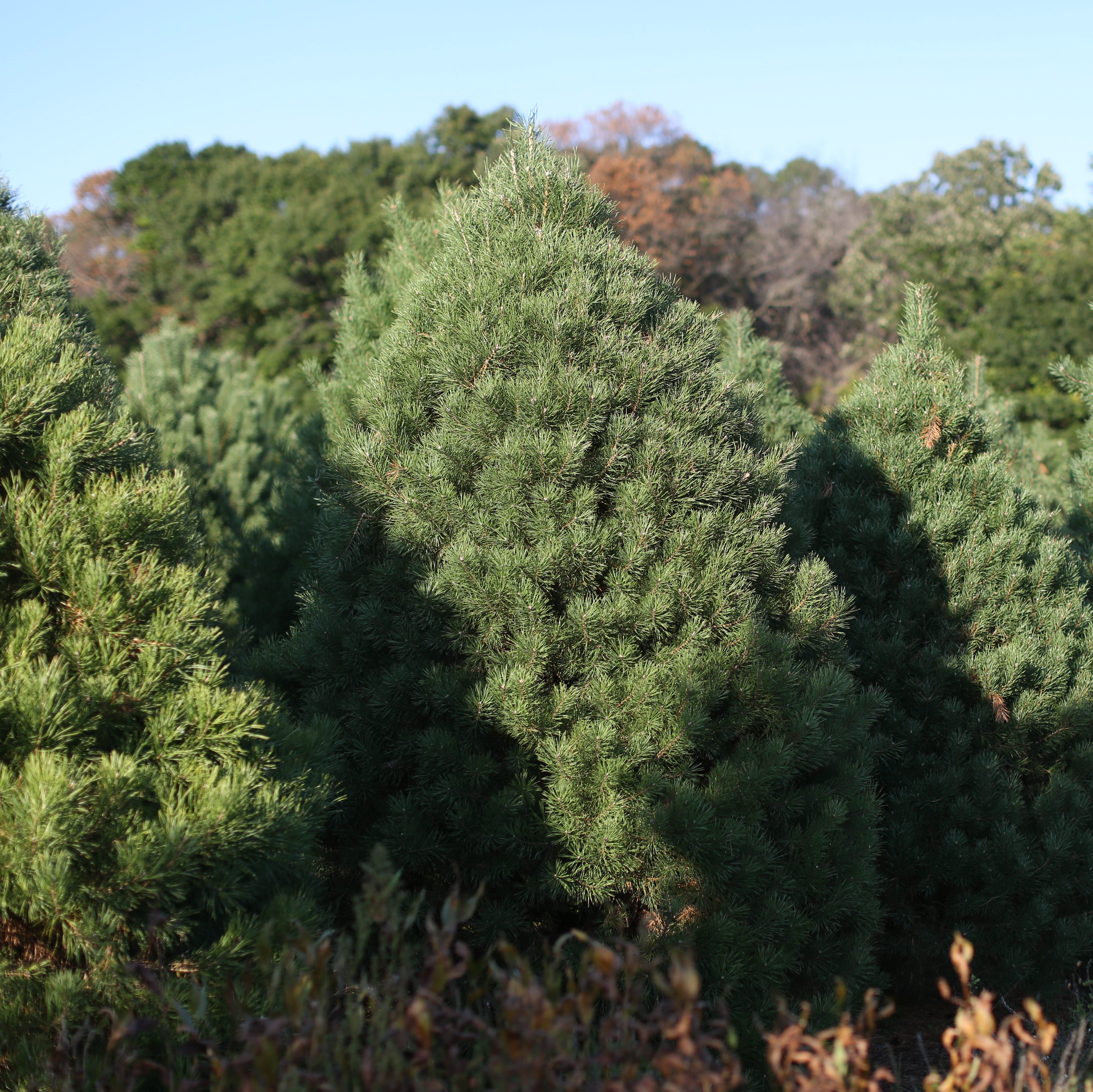 Our Farm Trees - Scotch Pine