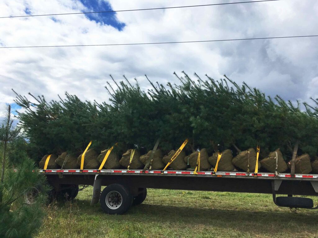 Our Farm Landscape Trees - White Pine Trees - Delivery