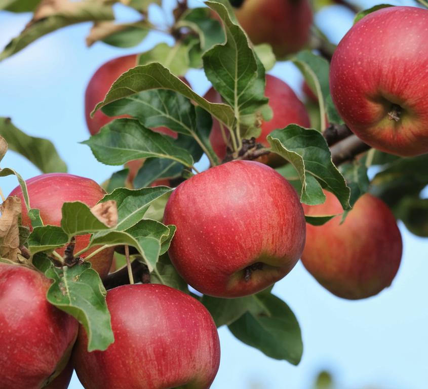 Frostbite Apple