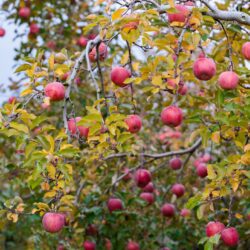 Fuji Apple Tree for Sale