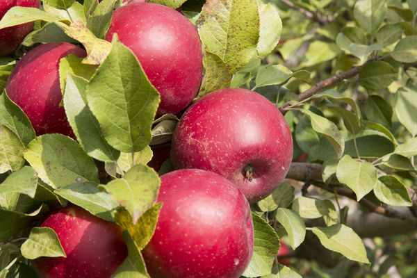 Haralson Apple - Our Farm Trees