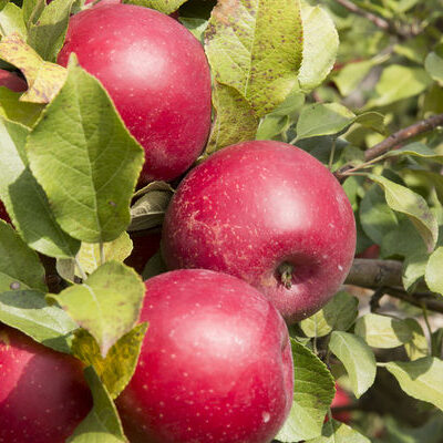 Apple Junction orchard in Washington County, Minnesota.  They grow 'Haralson'  apple and other varieties developed by the University of Minnesota, Agricultural Experiment Station.  Project #21-016, "Breeding and Genetics of Fruit Crops for Cold Climates." Haralson was released by the U of MN in 1922.