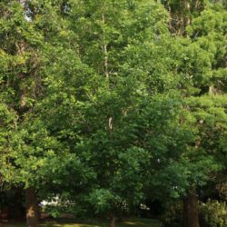Heritage Oak Tree - our farm trees anoka mn
