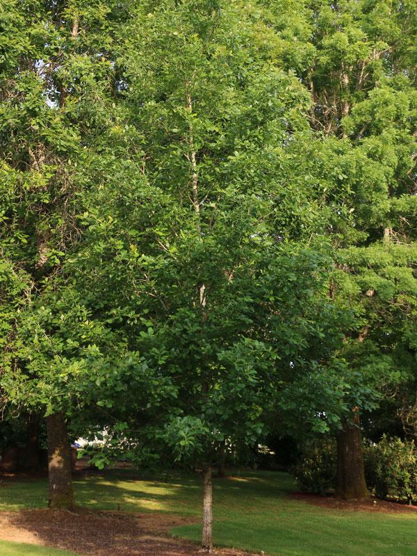 Heritage Oak Tree - our farm trees anoka mn