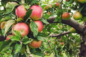 Honeycrisp Apple - Our Farm Trees