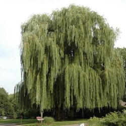 N Weeping Willow