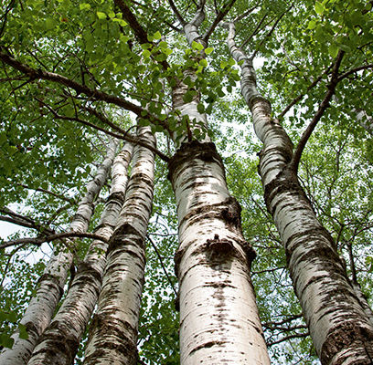 Quaking Aspen