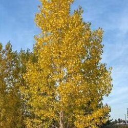 Quaking Aspen