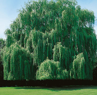 Willow Tree - Our Farm Trees