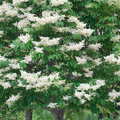 Ivory Lilac Tree