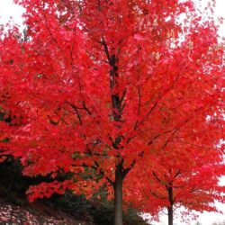 autumn blaze maple