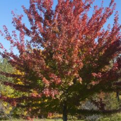 firefall maple