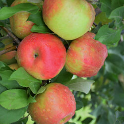honeycrisp apples