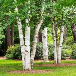 Paper Birch - Our Farm Tree Landscape Tree Nursery