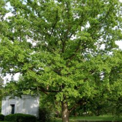swamp white oak - our farm trees oak grove mn
