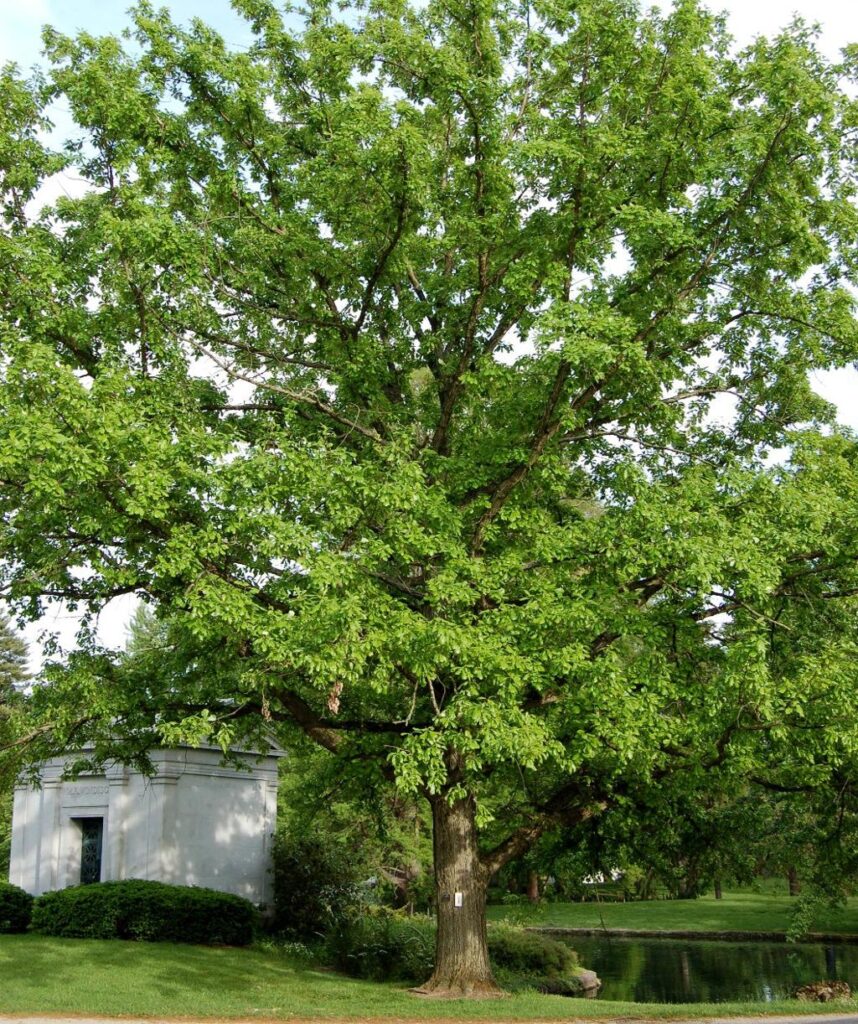 swamp white oak - our farm trees oak grove mn